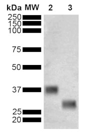 GST-tag, Streptavidin-conjugated (mouse monoclonal, clone 3E2) in the group Antibodies Human Research / Tag Antibodies / GST at Agrisera AB (Antibodies for research) (AS18 4189)